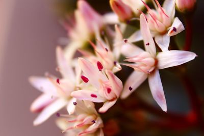 Close-up of pink flowers