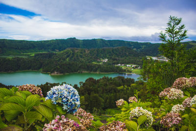 Scenic view of flowering plants by mountains against sky