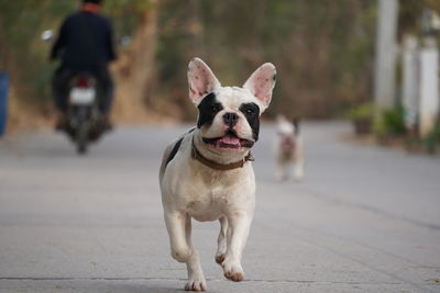 Portrait of dog standing on footpath