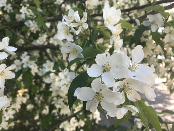 White apple blossoms in spring