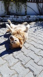 Close-up of dog sitting on floor