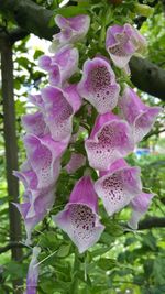 Close-up of purple flowers