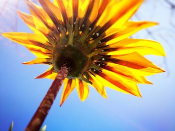 Close-up of honey bee on sunflower