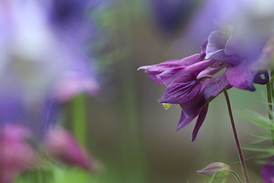 Close-up of purple flowering plant