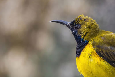 Close-up of bird perching on leaf