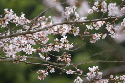 Close-up of pink cherry blossoms in spring