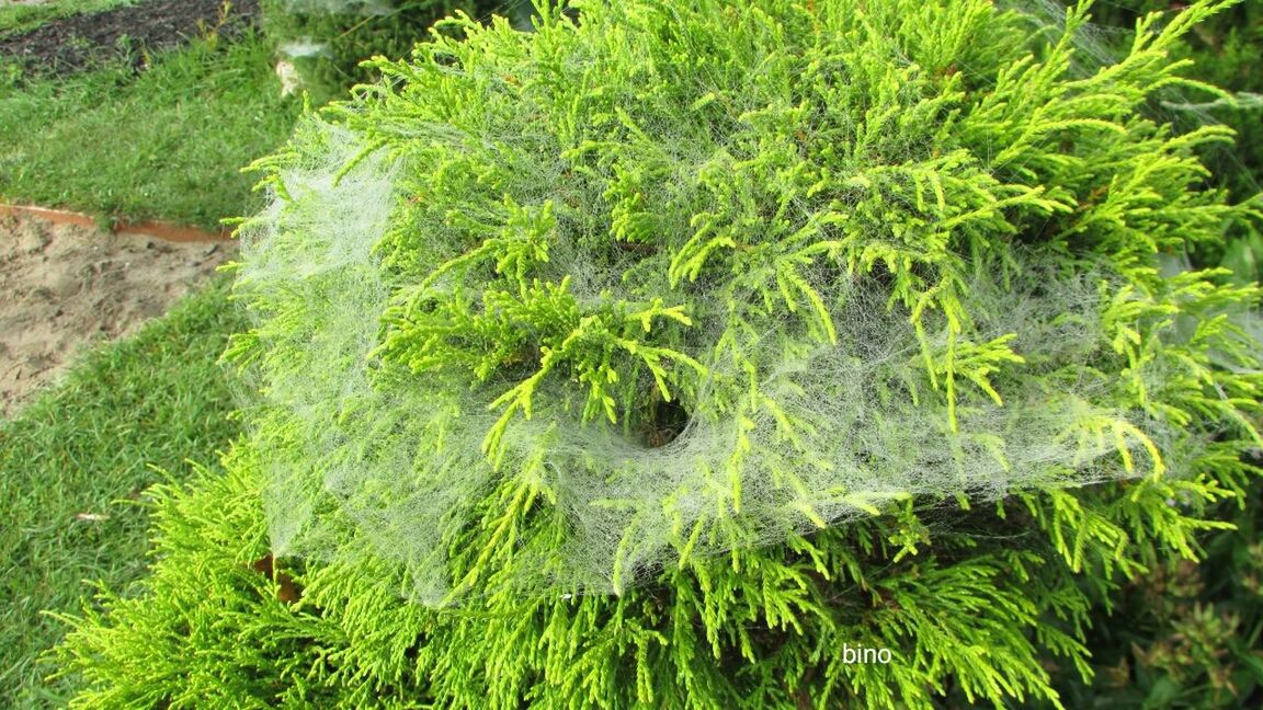 Out Walking Early Morning Dew Caught My Eye! Green Color Nature Anybody Home? Clam River Walkway Cadillac Michigan