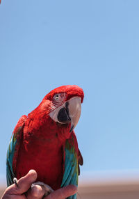 Close-up of a bird on hand against blue sky