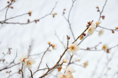 Low angle view of apple blossoms in spring