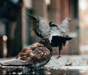 Close-up of birds in water