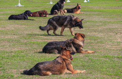 Two dogs on a field