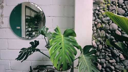 Close-up of succulent plant by window against building