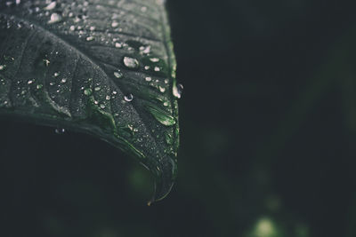 Close-up of raindrops on leaf