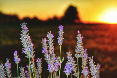 Close-up of fresh purple flowers blooming against sky during sunset
