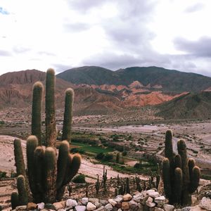 Cactus plants growing on land by mountains against sky