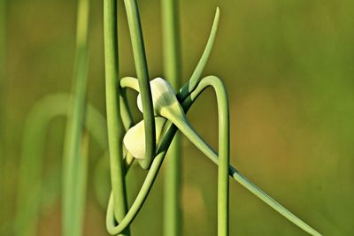 Close-up of young garlic outdoors