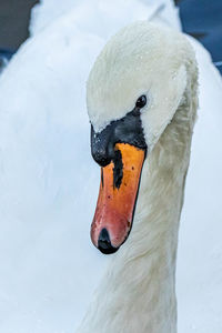 Close-up of swan in lake