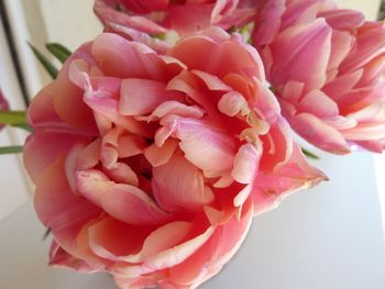 Close-up of pink rose blooming outdoors