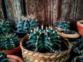 Close-up of succulent plants in basket