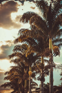 Low angle view of palm trees against sky