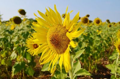 Close-up of sunflower blooming in field