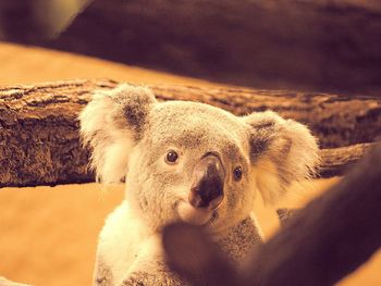 Portrait of koala in forest