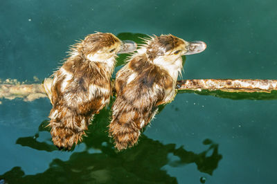 High angle view of young water birds driftwood in lake