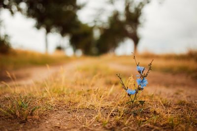 Close-up of butterfly on land