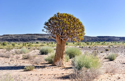 Scenic view of desert against clear blue sky