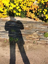 Shadow of tree on stone wall