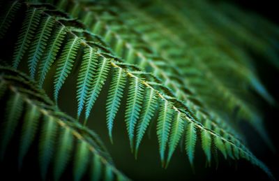 Close-up of fern