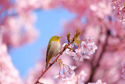 Low angle view of bird perching on plant