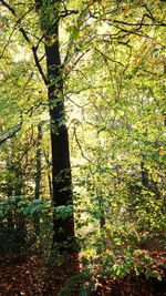 Trees in forest during autumn