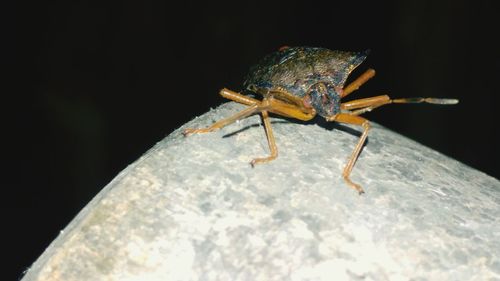 Close-up of insect