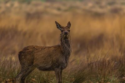 Side view of deer standing on grassy field