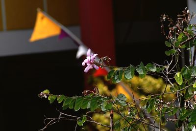 Close-up of insect on plant at night