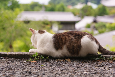 Cat looking away on field