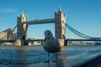 View of seagull on bridge