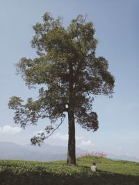 Tree on field against sky