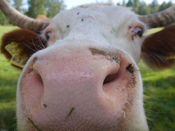 Close-up portrait of cow