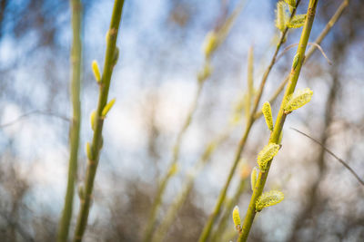 Close-up of plant against blurred background