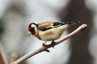 Close-up of gold finch perching on branch