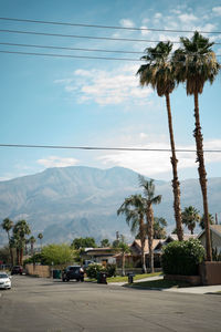 Scenic view of palm trees against sky