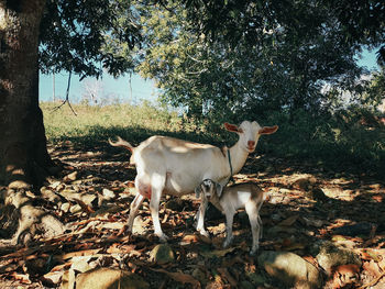 Horse standing in a field