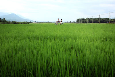 Side view of riding bicycle on rice field against sky