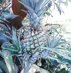 Close-up of fruits growing on tree