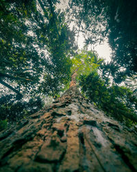 Low angle view of trees in forest