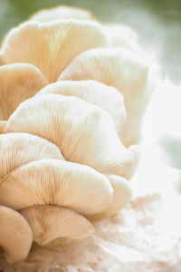 oyster mushroom