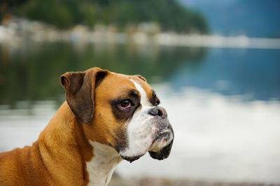 Close-up of contemplating boxer dog