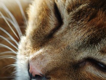 Close-up of cat sleeping